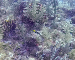 no rights reserved Yellowhead Wrasse