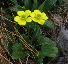 Ranunculus insignis