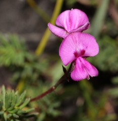 Indigofera quinquefolia