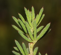 Indigofera quinquefolia