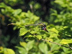 Gomphus schneiderii