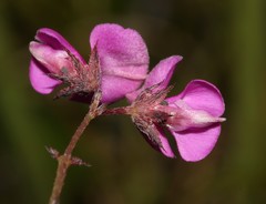 Indigofera quinquefolia