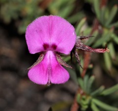Indigofera quinquefolia