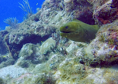 no rights reserved Green Moray