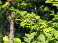 Gomphus schneiderii