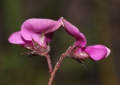 Indigofera quinquefolia