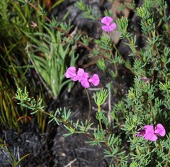 Indigofera quinquefolia