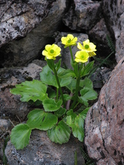 Ranunculus insignis