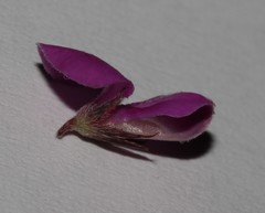 Indigofera quinquefolia