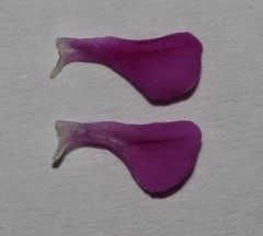 Indigofera quinquefolia