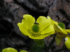 Ranunculus insignis