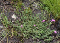 Indigofera quinquefolia