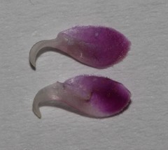 Indigofera quinquefolia