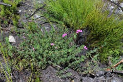 Indigofera quinquefolia