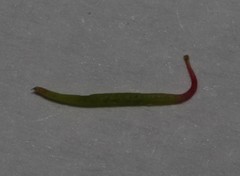 Indigofera quinquefolia