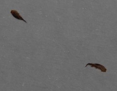 Indigofera quinquefolia