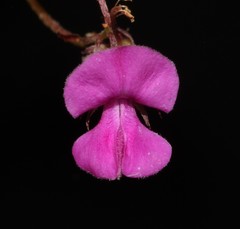 Indigofera quinquefolia