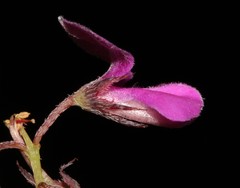 Indigofera quinquefolia