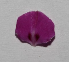 Indigofera quinquefolia