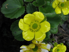 Ranunculus insignis