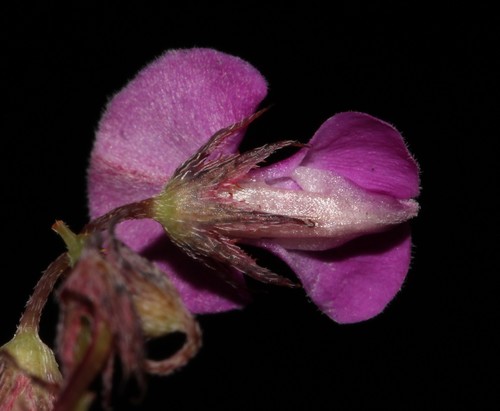 Image of Indigofera quinquefolia by (c) Brian du Preez, some rights reserved (CC BY-SA)