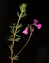 Indigofera quinquefolia