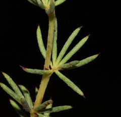 Indigofera quinquefolia