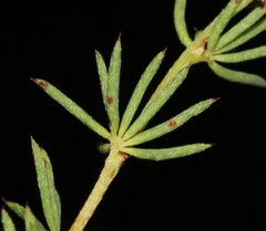 Indigofera quinquefolia