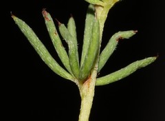 Indigofera quinquefolia