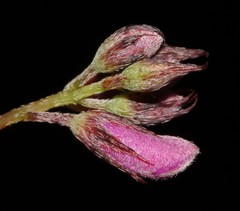 Indigofera quinquefolia