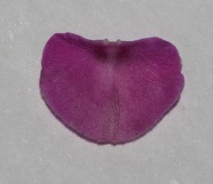 Indigofera quinquefolia