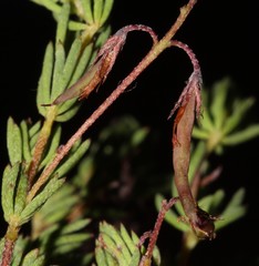 Indigofera quinquefolia