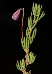 Indigofera quinquefolia