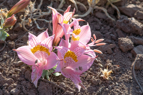Alstroemeria pallida (Alstroemeria pallida)