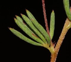 Indigofera quinquefolia