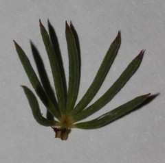 Indigofera quinquefolia