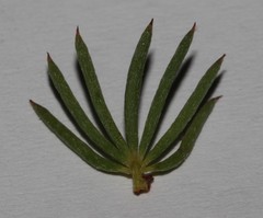 Indigofera quinquefolia