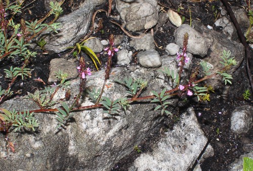Image of Indigofera crewiana by (c) Brian du Preez, some rights reserved (CC BY-SA)