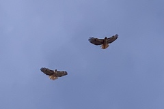 Buteo jamaicensis