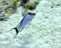Hogfish photo 5