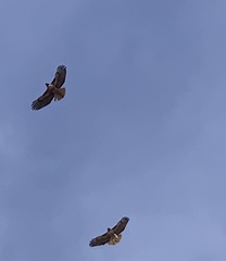 Buteo jamaicensis