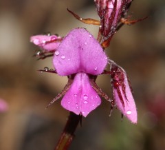 Indigofera crewiana