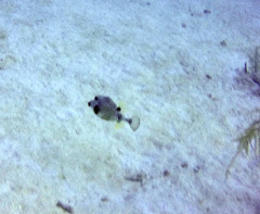 Smooth Trunkfish