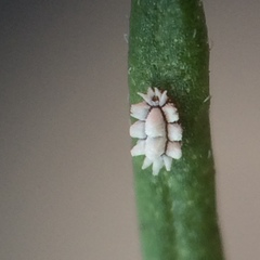 Ceroplastes sinensis