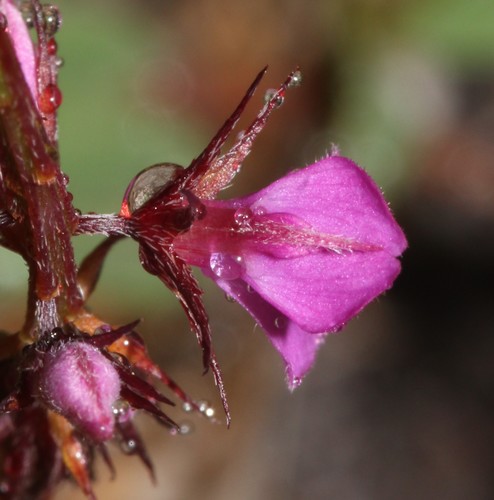 Image of Indigofera crewiana by (c) Brian du Preez, some rights reserved (CC BY-SA)