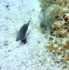 Stoplight Parrotfish