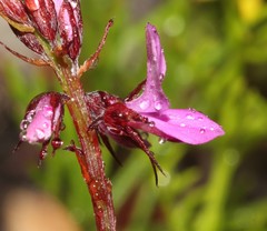 Indigofera crewiana