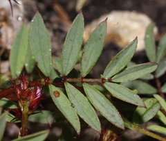 Indigofera crewiana