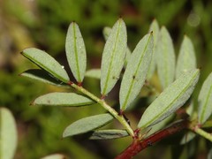 Indigofera crewiana