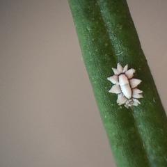 Ceroplastes sinensis